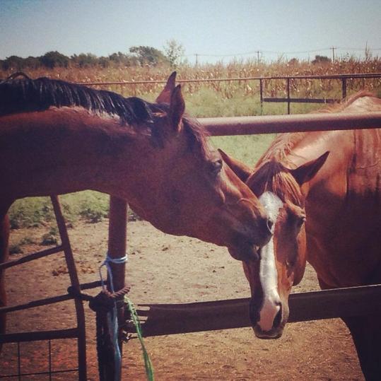 And here's a picture of Henry eating his buddy JD's face