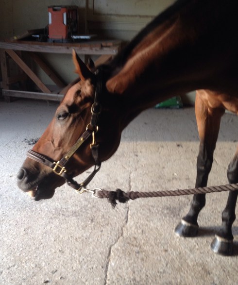 Mmmm cookie so deliciouuusss. <3 Farrier 4Ever