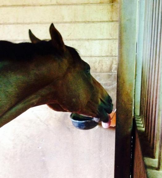 New salt block is also super delicoius