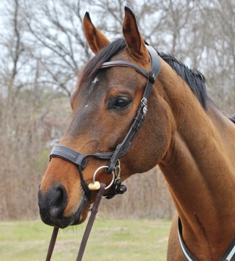 12-4-bridlequarterview