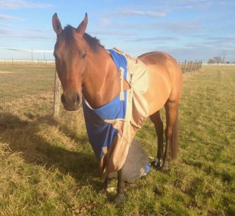 Henrytangledblanket1