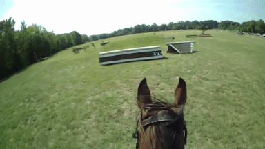 giphy-downsized-large