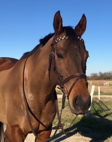 BOBbrowband