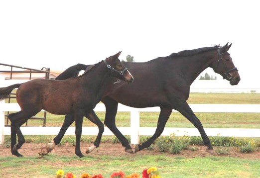 InspectionPrestoSadieTrotPro