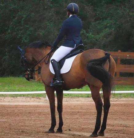 PHPrelimdressage