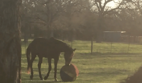 ezgif.com-video-to-gif (2)