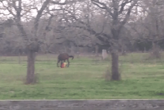 ezgif.com-video-to-gif (6)