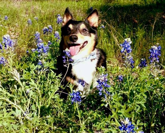quinnbluebonnets