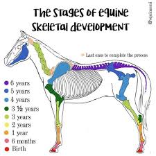 The Stages of Equine Skeletal Development | EQUINE Ink